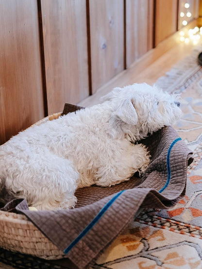 チョコ（モデル犬：7.4kg）