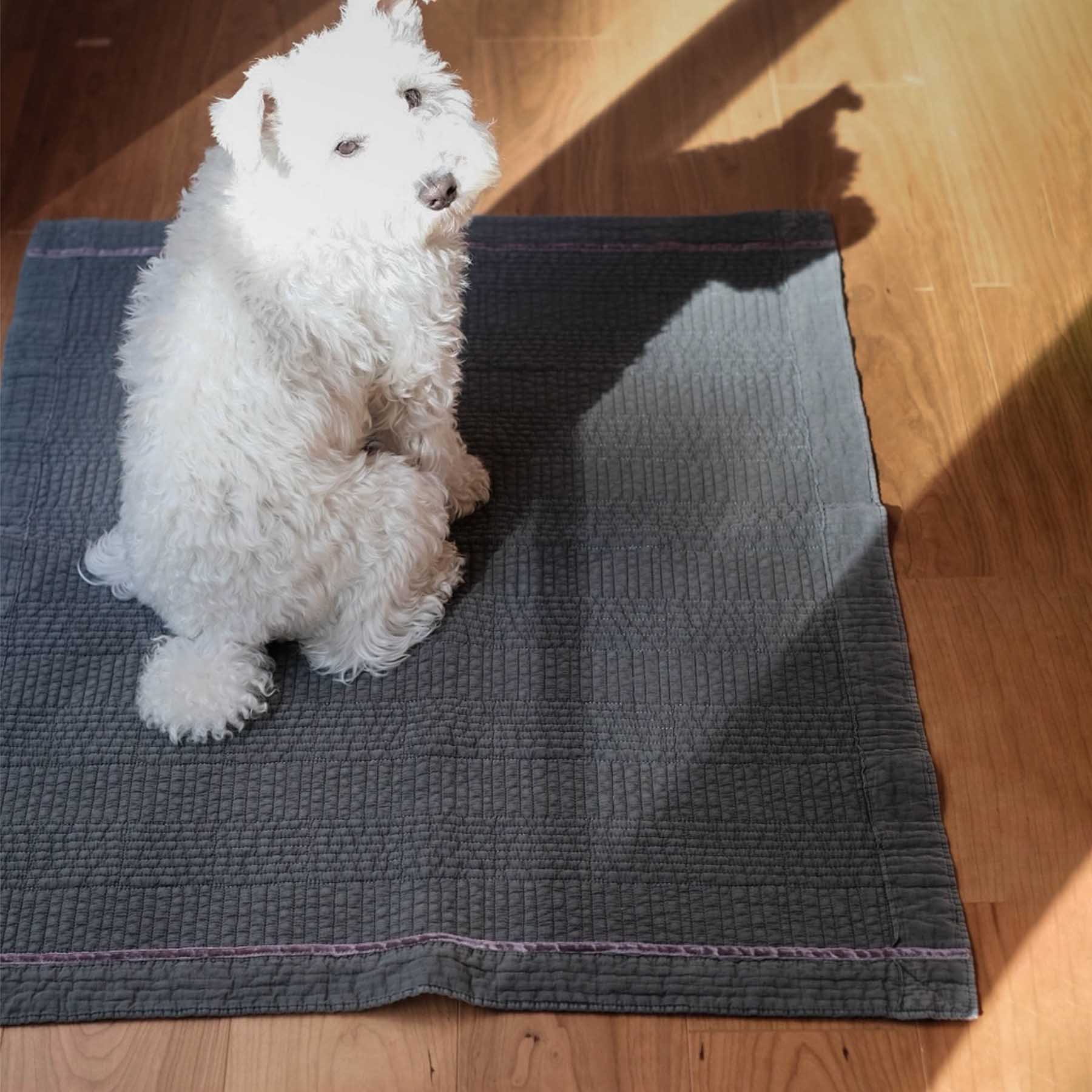 チャコール（モデル犬：7.4kg）