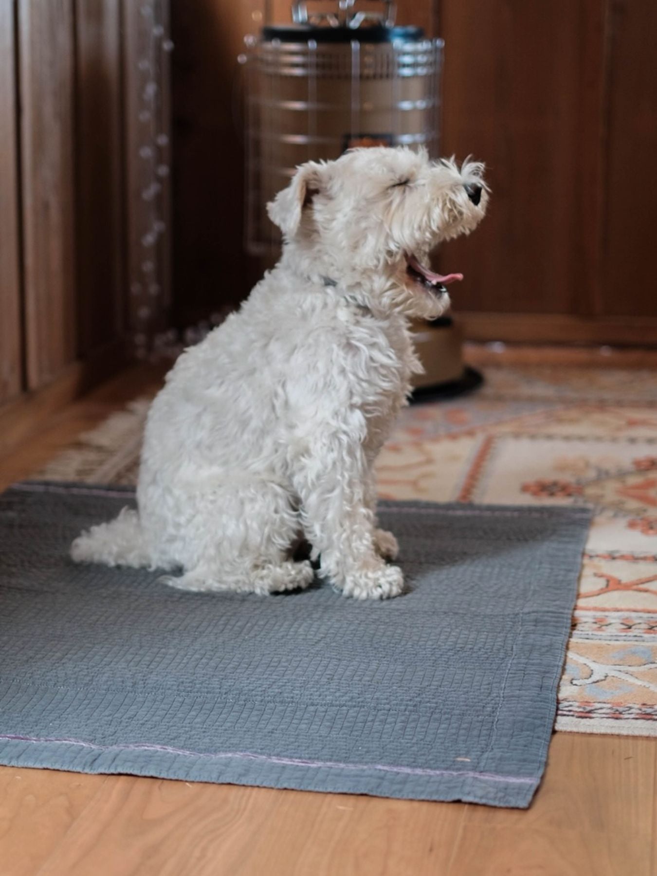 チャコール（モデル犬：7.4kg）