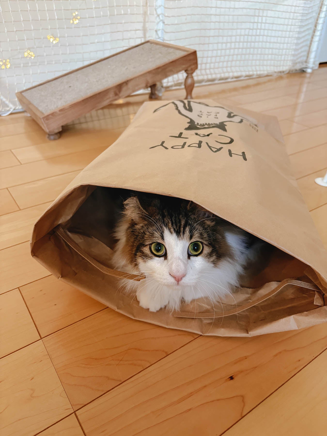 オルネコ・ネコのための米袋／坂巻弓華 HAPPY CAT｜オルネコ（おもちゃ