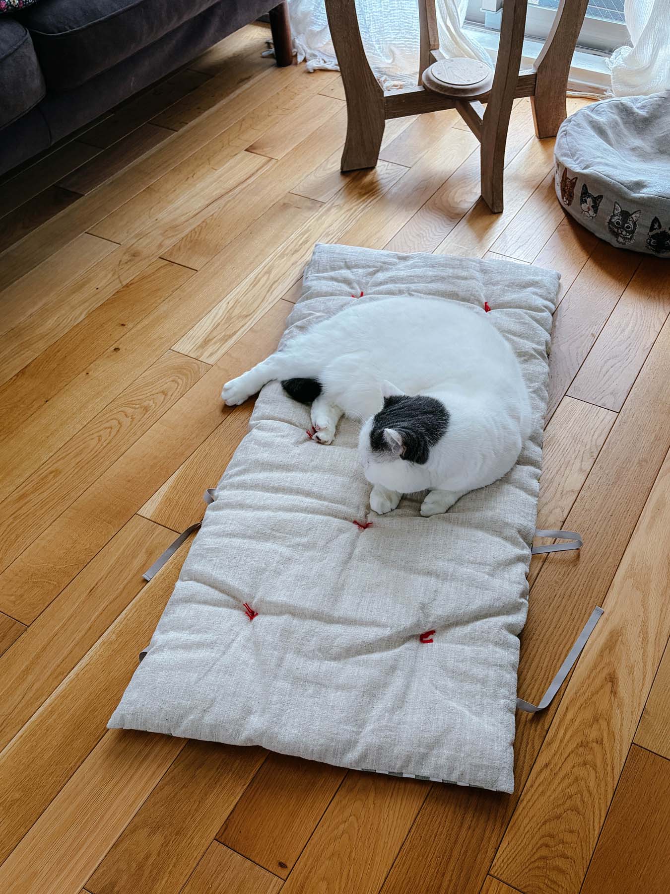 モデル猫 ５.２kg