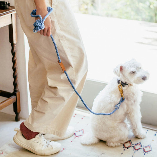 M／ブルー（モデル犬：7.4kg）