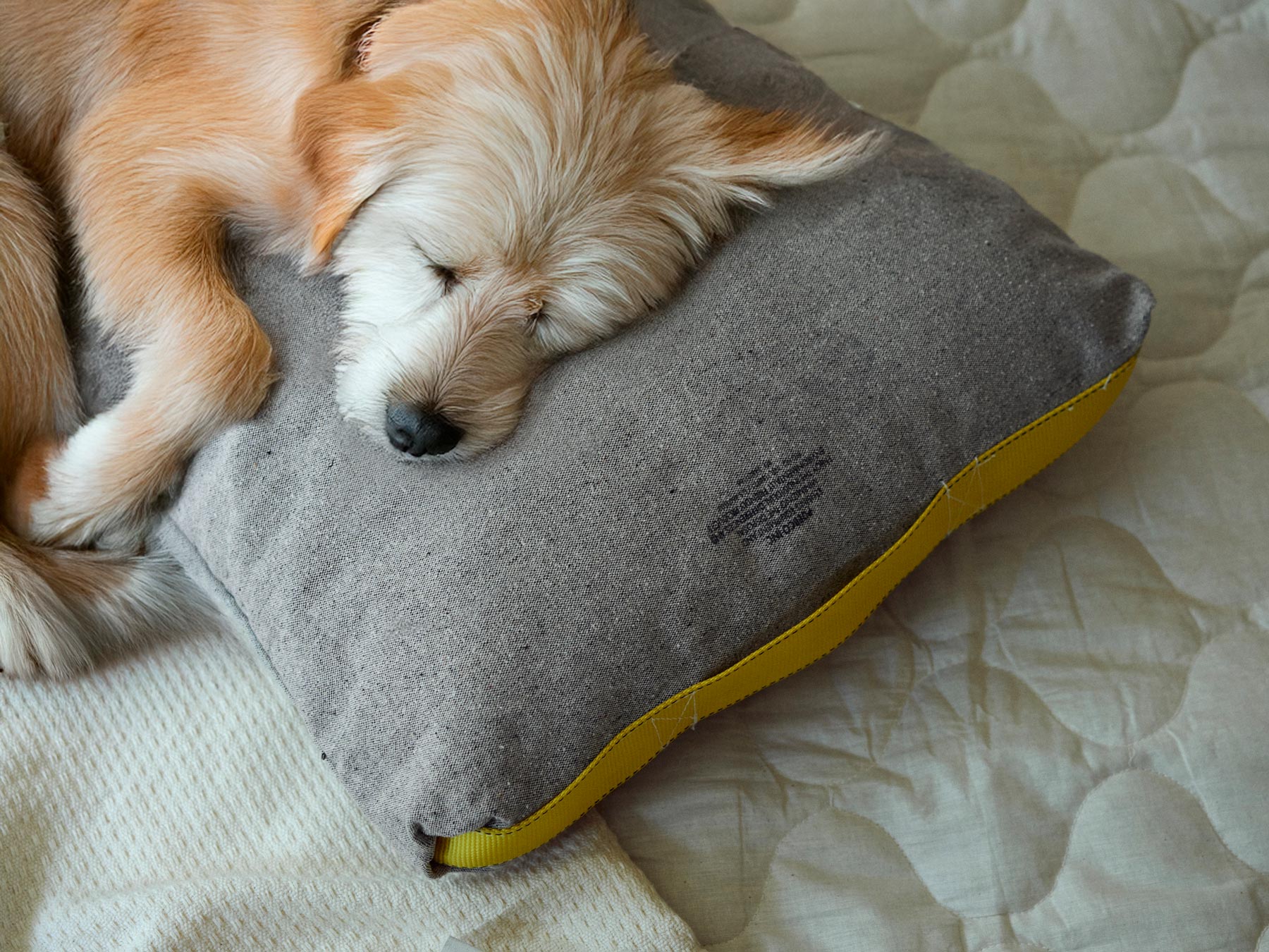CUSHION FOR HUMAN AND PET（クッション）｜クッション｜オルネ