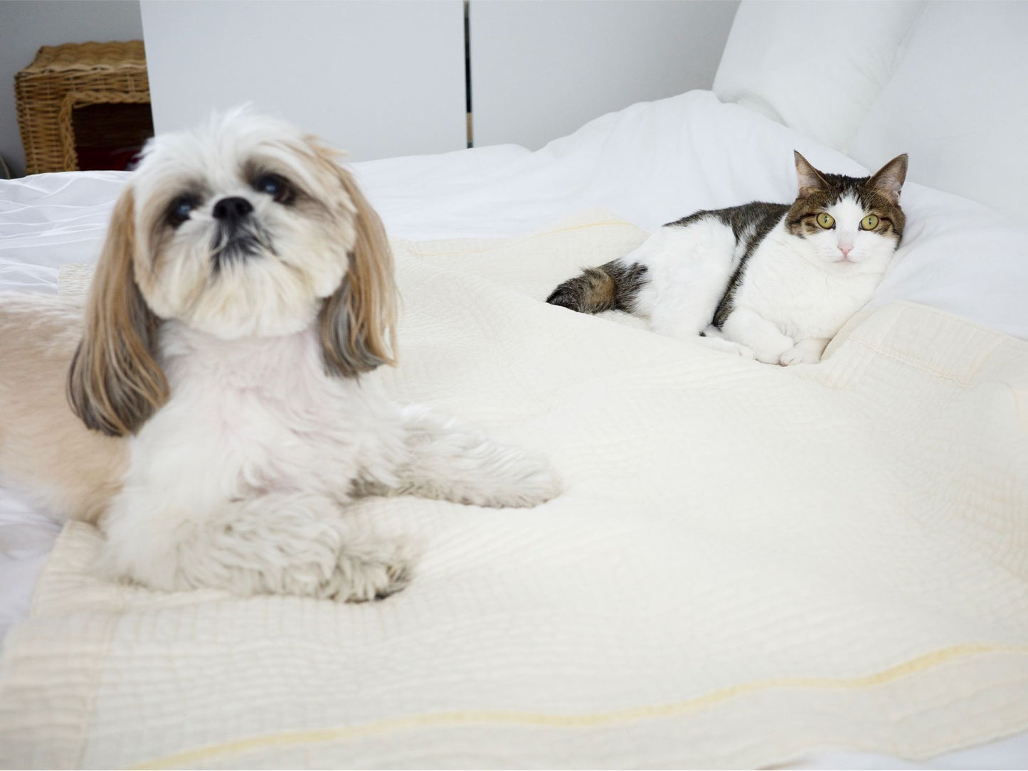 kazumiさんの愛犬かぶきちゃん、愛猫グーちゃん