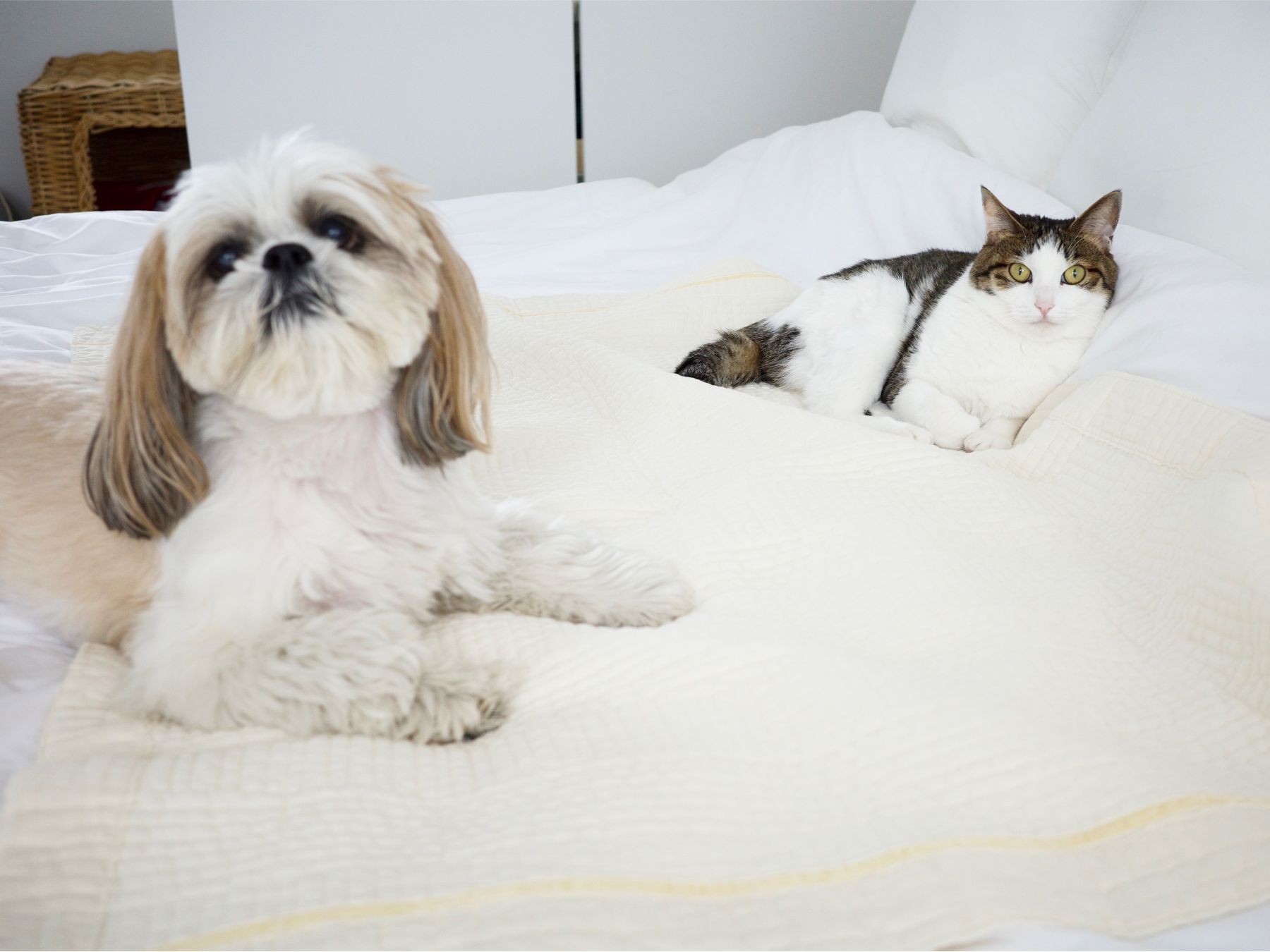 kazumiさんの愛犬かぶきちゃん、愛猫グーちゃん
