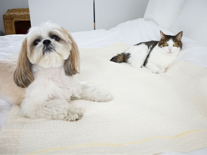 kazumiさんの愛犬かぶきちゃん、愛猫グーちゃん