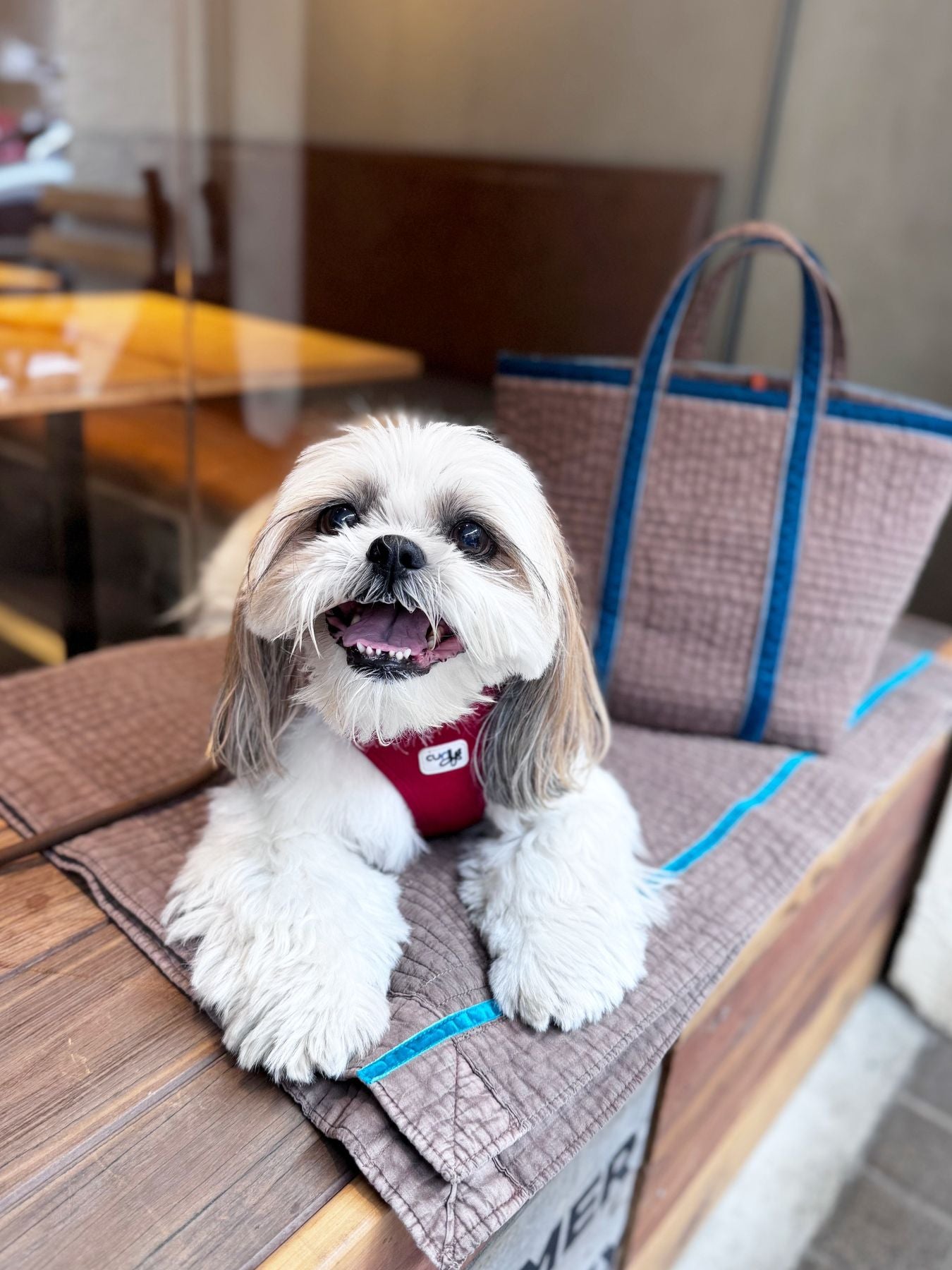 kazumiさんの愛犬かぶきちゃん