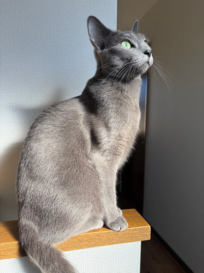ルル