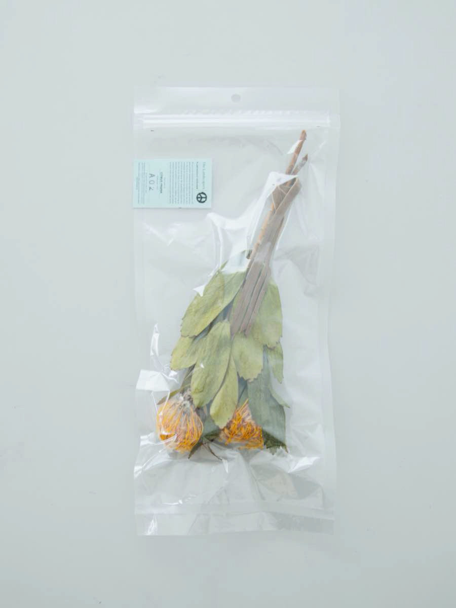 PLANTAHOLIC DIFFUSER